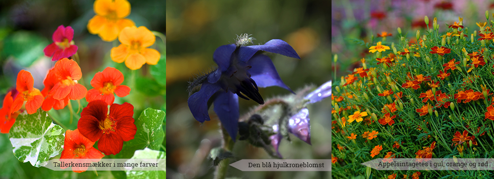 3 anderledes og spiselige blomster du selv kan dyrke i din have - blå hjulkrone, farverige tallerkensmækker, appelsintagetes - Dyrkhaven.dk gør det nemt at dyrke din have