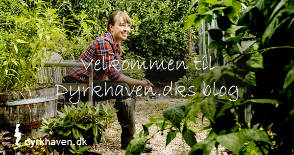 Velkommen til Dyrkhaven.dks blog - Dyrkhaven.dk gør det nemmere at dyrke din have