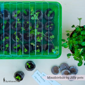 Minidrivhus og jiffy pots giver dine frø en optimale start - Dyrkhaven.dk gør det nemt at dyrke din have