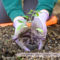 Såbrikker - Jiffy pots - kan plantes direkte ud i jorden i bedet eller krukken, når planten har vokset sig stor nok. På den måde forstyrrer du ikke plantens rødder - Dyrkhaven.dk gør det nemt at dyrke din have