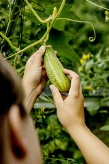 Nisse tjekker agurkerne i drivhuset - Dyrkhaven.dk gør det nemt at dyrke din have