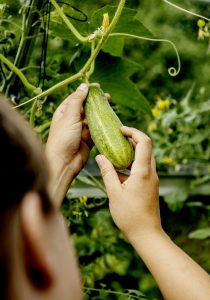 Nisse tjekker agurkerne i drivhuset - Dyrkhaven.dk gør det nemt at dyrke din have
