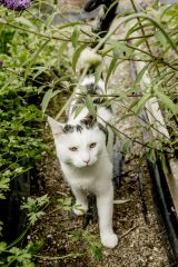 Naboens kat er på besøg i Nisses have - Dyrkhaven.dk gør det nemt at dyrke din have