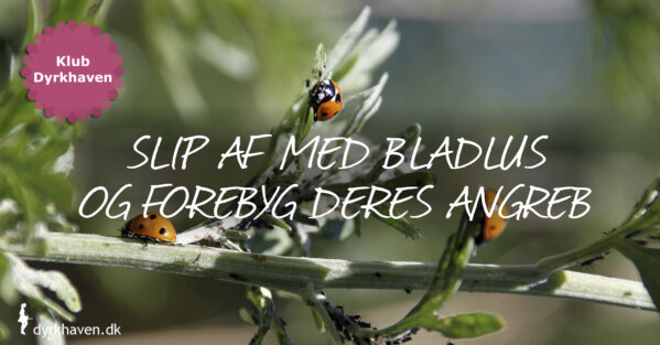 Tips til at forebygge angreb af bladlus og tips til at slippe af med bladlusene - Dyrkhaven.dk