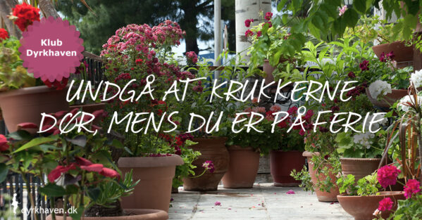 Tips til at undgå at dine krukkeplanter dør, mens du holder ferie - Dyrkhaven.dk