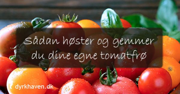 Sådan høster og gemmer du bedst dine egne tomatfrø - Dyrkhaven.dk gør det nemt at dyrke din have