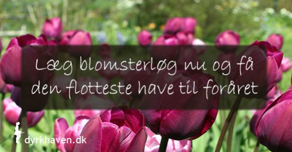 Læg blomsterløg i september og oktober og få den flotteste have til foråret - Dyrkhaven.dk gør det nemt at dyrke din have