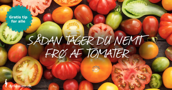 Sådan tager du nemt frø af dine egne tomater - Dyrkhaven.dk