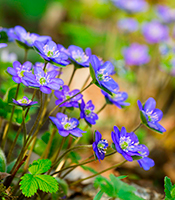 Blå og hvide anemoner er fine forårsblomster i haven - Dyrkhaven.dk gør det nemt at dyrke din have