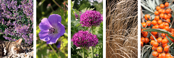 Fem planter som trives på steder med blæst og vind i haven - Dyrkhaven.dk gør det nemt at dyrke din have