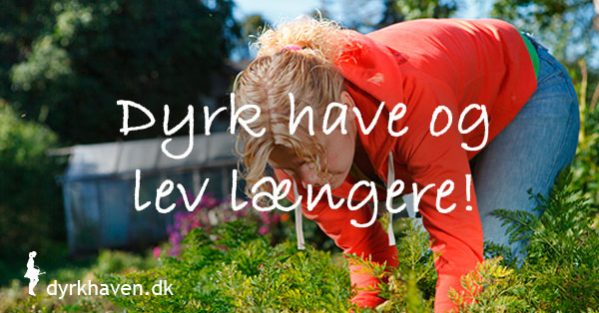 En halv times daglig havearbejde sænker din dødelighed betragteligt - Dyrkhaven.dk gør det nemt at dyrke din have