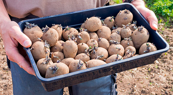 Når spirerne på kartofler er et par centimeter, er de klar til at blive lagt i jorden - Dyrkhaven.dk gør det nemt at dyrke din have