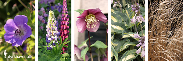Fem forslag til flotte blomster som gror godt i krukker og potter - Dyrkhaven.dk gør det nemt at dyrke dine have