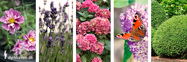 Fem forslag til blomster og buske som gror godt i krukker og potter - Dyrkhaven.dk gør det nemt at dyrke dine have