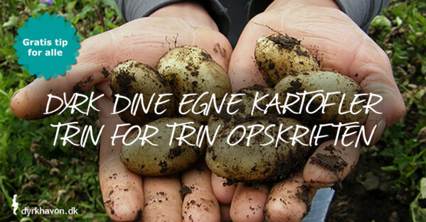 Sådan dyrker du tidlige kartofler. Lær hvordan du får tidlige kartofler trin for trin - Dyrkhaven.dk