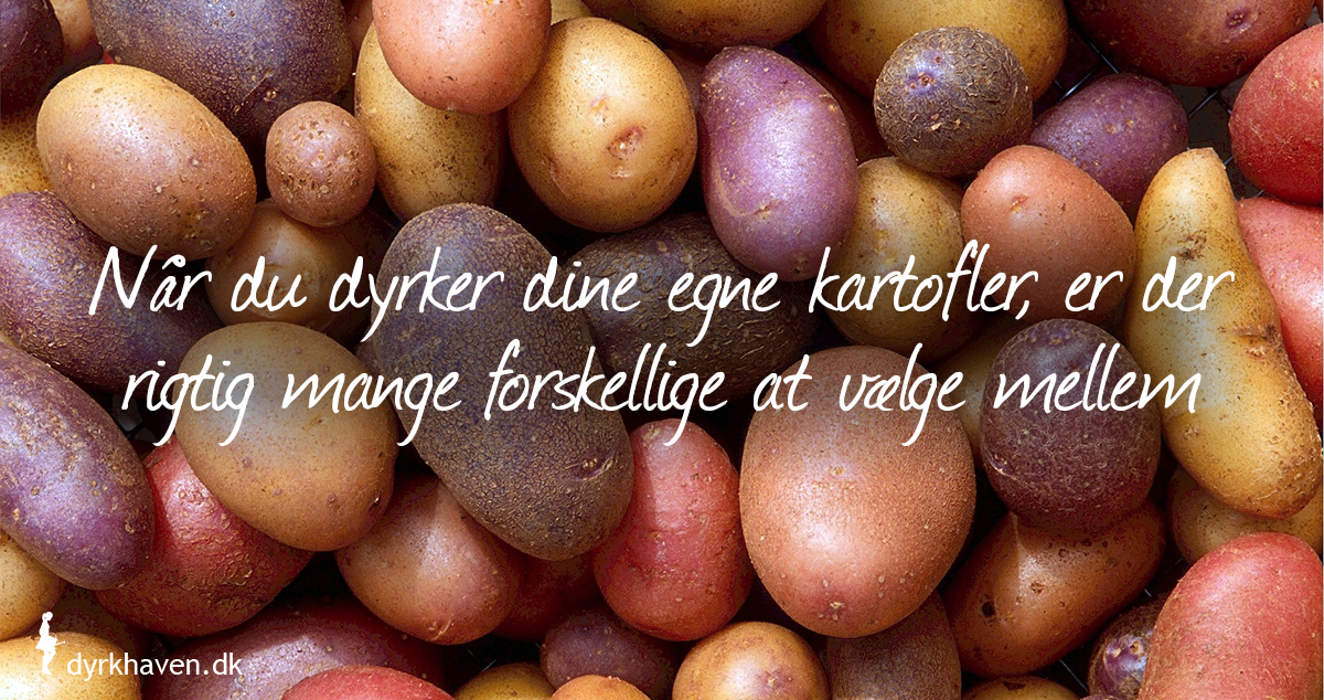 Når du dyrker dine egne kartofler, er der rigtig mange forskellige sorter at vælge mellem - Dyrkhaven.dk