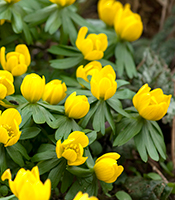 Erantis lyser op med sine gule blomster i en ellers vintergrå og trist have - Dyrkhaven.dk gør det nemt at dyrke din have
