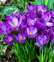 Krokus fås i mange farver og kommer trofast frem forår efter forår - Dyrkhaven.dk gør det nemt at dyrke din have