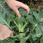Broccoli er en af 5 forslag til superfood grøntsager, som du nemt selv kan dyrke - Dyrkhaven.dk gør det nemt at dyrke din have
