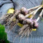 Hvidløg er en af 5 forslag til superfood grøntsager, som du nemt selv kan dyrke - Dyrkhaven.dk gør det nemt at dyrke din have