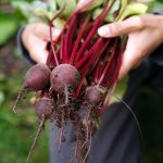 Rødbeder er en af 5 forslag til superfood grøntsager, som du nemt selv kan dyrke - Dyrkhaven.dk gør det nemt at dyrke din have