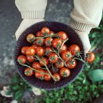 Tomater er en af 5 forslag til superfood grøntsager, som du nemt selv kan dyrke - Dyrkhaven.dk gør det nemt at dyrke din have