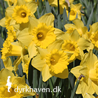 Få råd til påskeliljer, som pludselig blomstrer dårligt eller slet ikke - Dyrkhaven.dk gør det nemt at dyrke din have