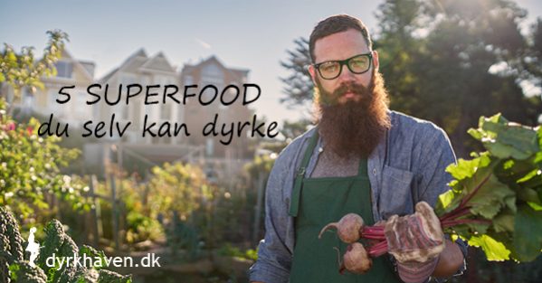 Få forslag til 5 superfood grøntsager som du selv nemt kan dyrke - Dyrlhaven.dk gør det nemt at dyrke din have