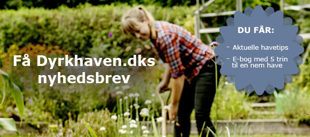 Få aktuelle havetips og flot e-bog med "5 trin til en nemmere have" i Dyrkhaven.dks gratis nyhedsbrev
