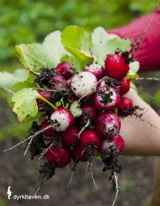Radiser er en af de 14 nemmeste, spiselige planter, som du selv kan dyrke i din have - Dyrkhaven.dk gør det nemt at dyrke din have