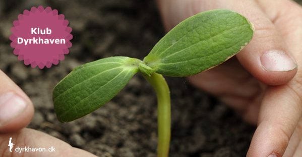 Få 4 tips til hvordan du passer på dine nysåede frø og spirer - Klub Dyrkhaven gør det nemmere at dyrke din have