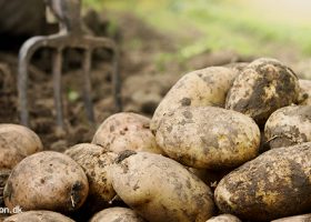 Planteguide om kartofler, det du skal vide fra læggekartoffel til høst af kilovis af lækre kartofler - Klub Dyrkhaven gør det nemmere at dyrke have