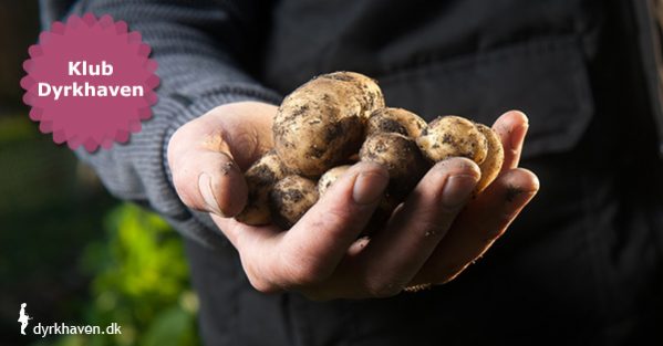 Kartofler kan nemt dyrkes i krukker, potter, spande, sække og alt muligt andet - Klub Dyrkhaven gør det nemmere at dyrke have