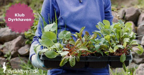5 ting du bør tjekke, når du skal købe udplantningsplanter - Klub Dyrkhaven gør det nemt at dyrke have