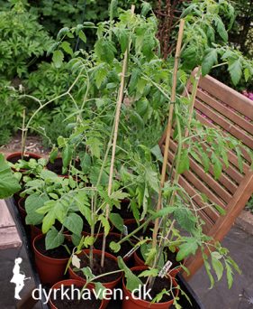 Tomatplanter kan plantes udenfor, når jorden er mindst 8 grader og luften over 14 grader. Er tomatplanterne meget høje og ranglede, kan de plantes dybt - Dyrkhaven.dks brevkasse gør det nemmere at dyrke din have