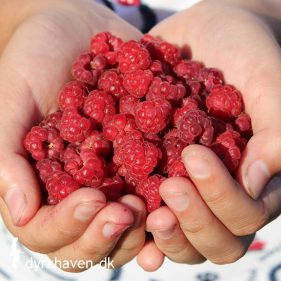 Forskellen på sommerhindbær og efterårshindbær og tips til, hvilke hindbær du bør plante - Dyrkhaven.dks brevkasse