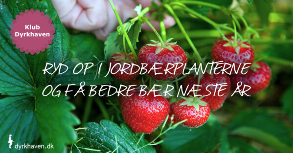 Ryd op i jordbærplanterne i sensommeren og få bedre jordbær til næste sommer - Klub Dyrkhaven gør det nemt at dyrke have