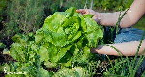 Salat er nem at dyrke i haven. Den er også billig. En enkelt pose frø giver mere end rigelig salat til halvdelen af året - Klub Dyrkhaven gør det nemmere at dyrke din have