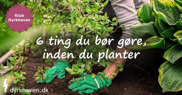 6 tips som du bør følge, inden du planter for at give planten en meget bedre start og få en meget bedre plante - Klub Dyrkhaven gør det nemmere at dyrke have