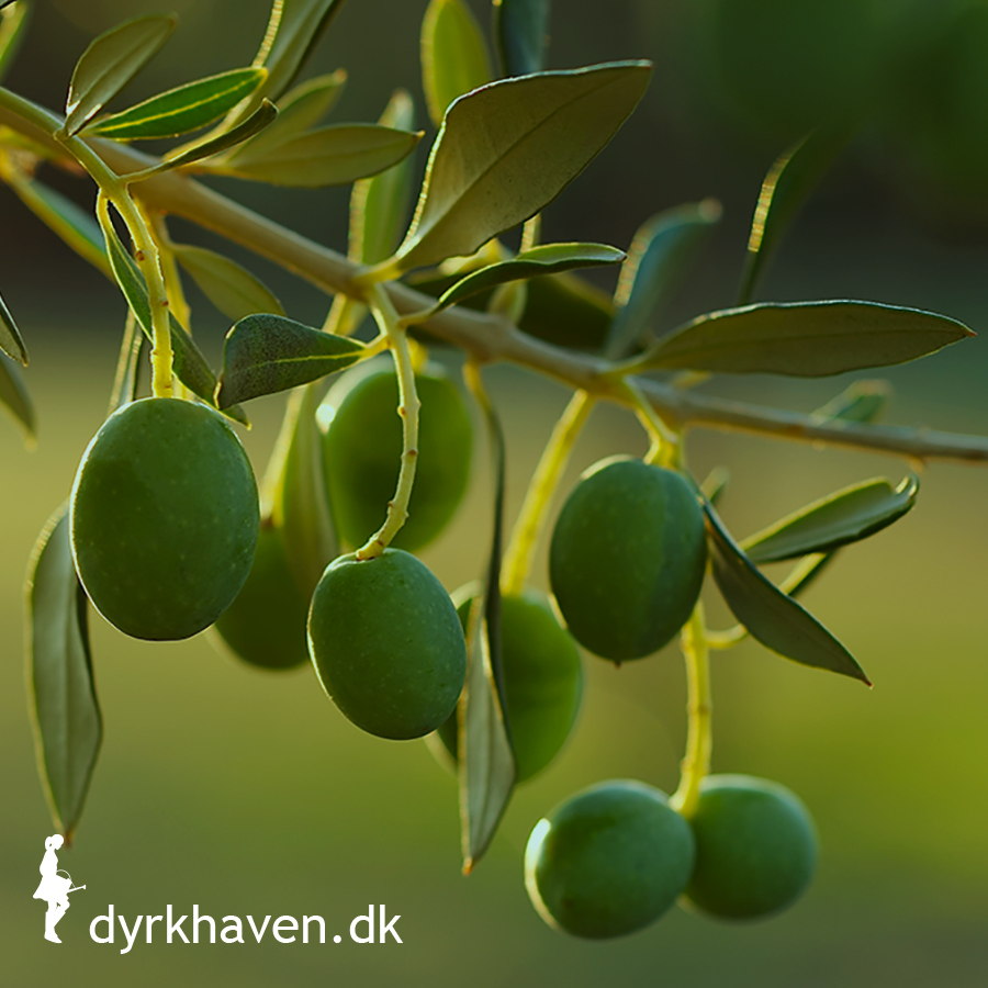 Hvordan beskytter man et oliventræ om vinteren?