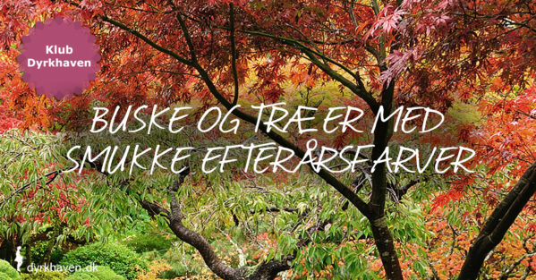 Buske og træer med smukke høstfarver efterårsfarver om efteråret - Dyrkhaven.dk