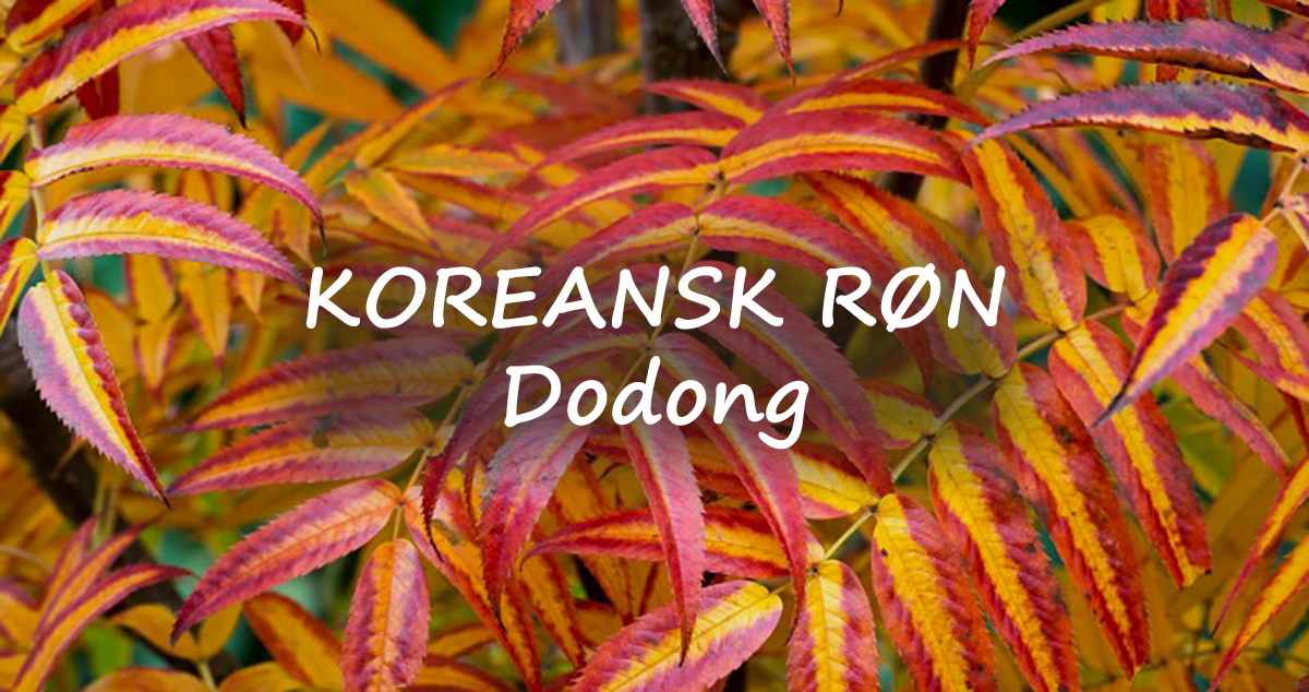 Alle røn er flotte om efteråret, men den koranske røn Dodong her helt vild - Klub Dyrkhaven gør det nemmere at dyrke din have