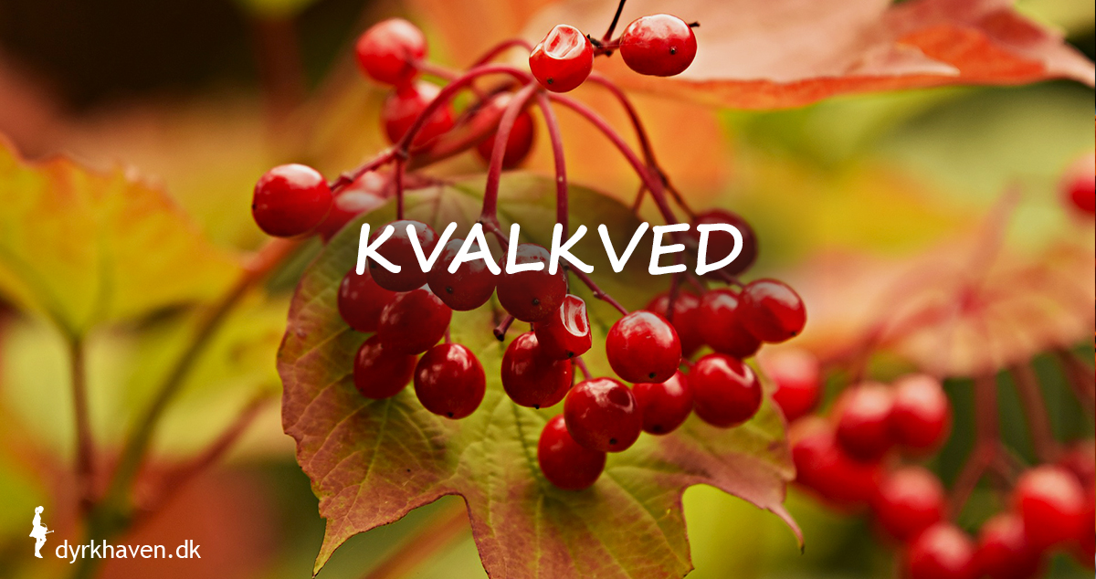 Kvalkved får både smukke røde bær og smukke farver på bladene om efteråret - Klub Dyrkhaven gør det nemmere at dyrke din have