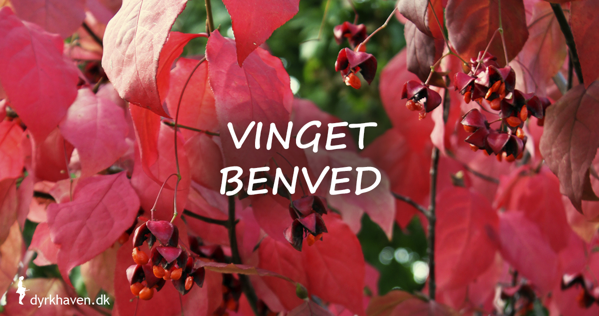 Vinget benved får smukke rødlige blade om efteråret og frugter i vilde orange og pink pangfarver - Klub Dyrkhaven gør det nemmere at dyrke din have
