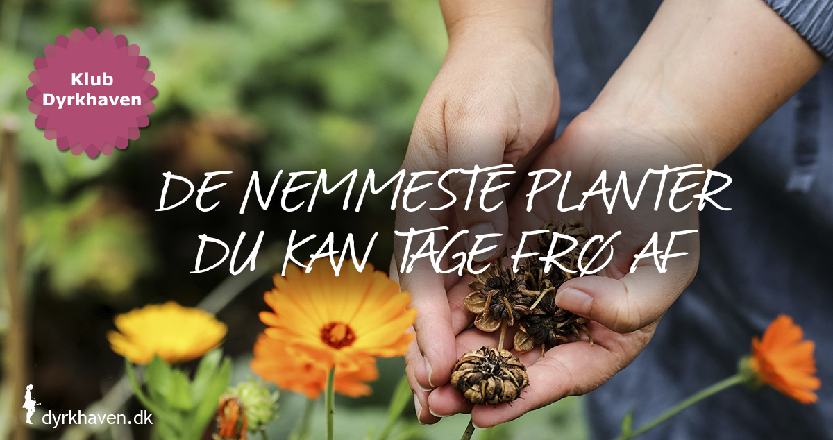 De nemmeste planter selv at tage og høste frø af - Dyrkhaven.dk