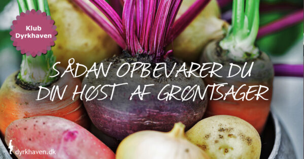 Sådan opbevarer du din høst af grøntsager fra køkkenhaven i din have - Dyrkhaven.dk