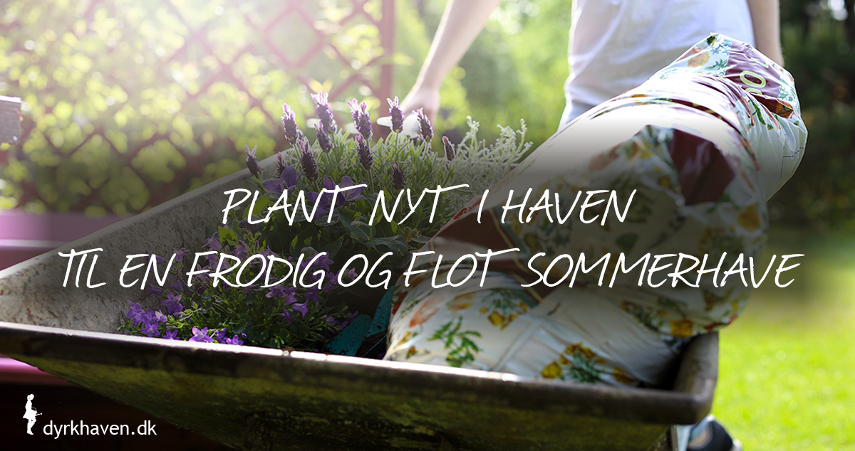 Plant nyt i haven om foråret, så du kan nyde en flot, frodig og smuk sommerhave - Klub Dyrkhaven gør det nemt at dyrke din have
