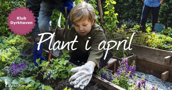 Se listen over de bærbuske, frugttræer, flerårige grøntsager pg blomster, du med fordel kan plante i april - og dem du ikke skal plante endnu - Klub Dyrkhaven gør det nemmere at dyrke din have