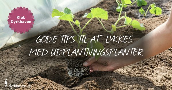 Få tips og tricks til at give dine udplantningsplanter den bedste start på livet - Klub Dyrkhaven gør det nemmere at dyrke din have
