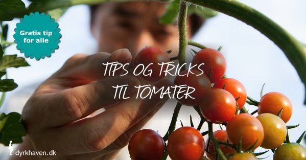 Få masser af tips og tricks til at lykkes med tomater - Kub Dyrkhaven gør det nemmere at dyrke din have